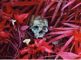 11-Of Lillies and Remains L72x90 S40x50.jpg